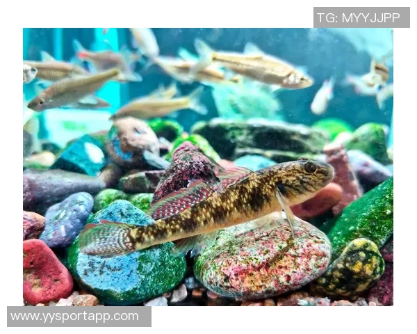 今日趣图：探讨鱼缸中的咸水鱼与淡水鱼共存的可能性与挑战